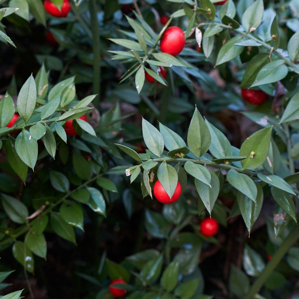 Ruscus aculeatus