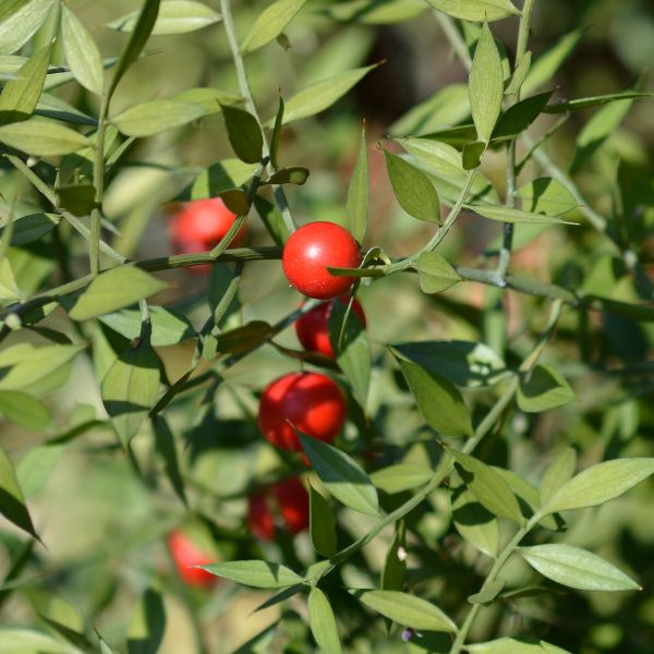 Ruscus aculeatus