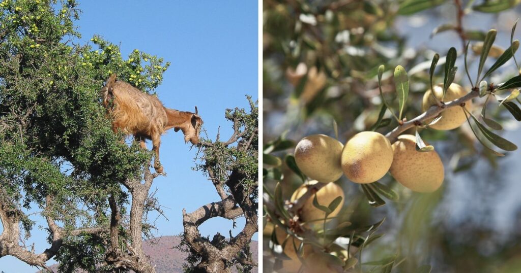 arganový olej sa získava zo stromu Argania spinosa